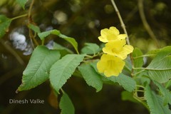 Tecoma castanifolia